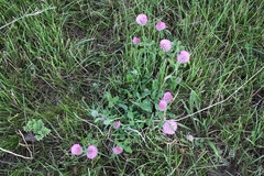 Trifolium pratense