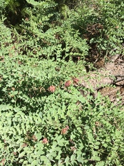 Hosackia crassifolia