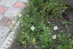 Tripleurospermum inodorum