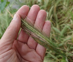 Hordeum murinum