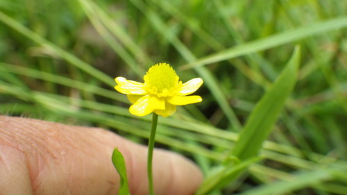 waterplantain spearwort (Ranunculus ambigens)
