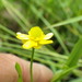 Water-plantain Spearwort - Photo (c) Scott Schuette, some rights reserved (CC BY-NC), uploaded by Scott Schuette