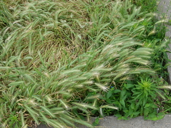 Hordeum murinum