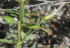 Mecardonia acuminata