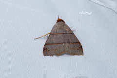 Plecoptera siderogramma