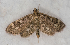 Anania coronata