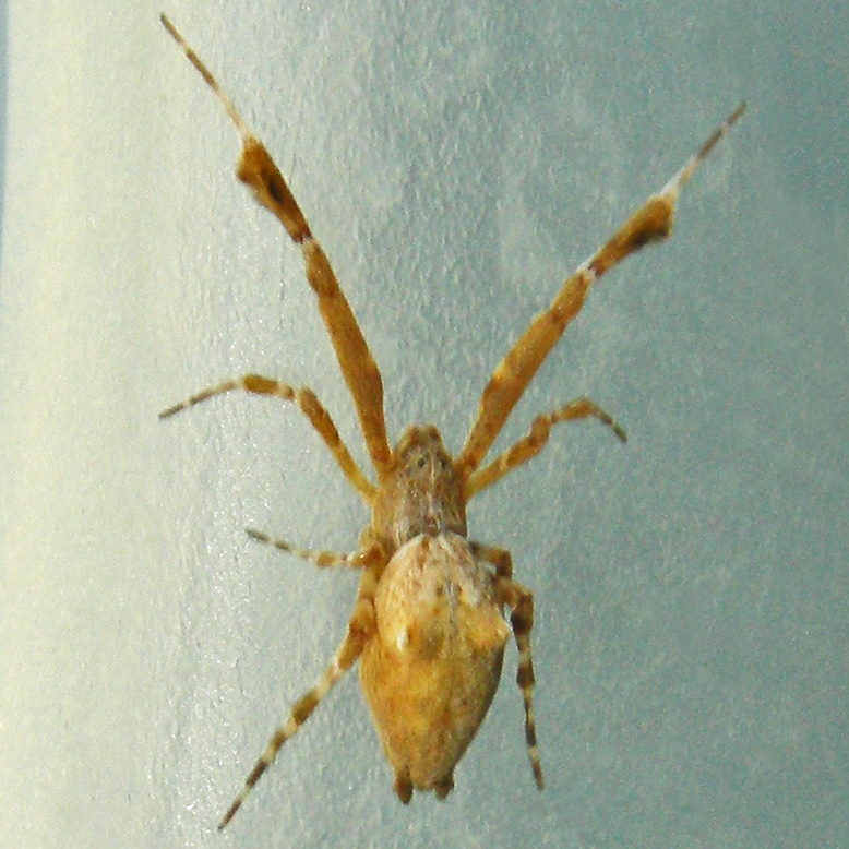 featherlegged orbweaver