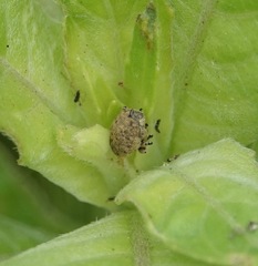 Acanthoscelidius acephalus