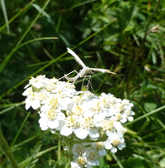 Gillmeria pallidactyla