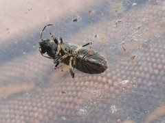 Heterogaster chinensis