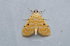 Notarcha aurolinealis