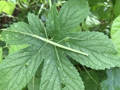 Phasmida