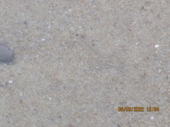 Anguilla rostrata