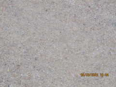 Anguilla rostrata