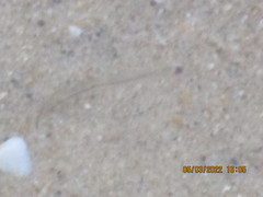 Anguilla rostrata