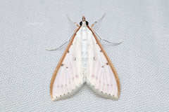 Palpita nigropunctalis