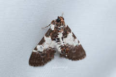 Termioptycha margarita