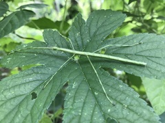 Phasmida