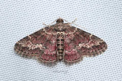 Paragona multisignata