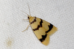 Heliosia perichares