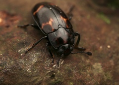 Micrencaustes lunulata