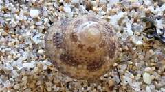 Clanculus maxillatus