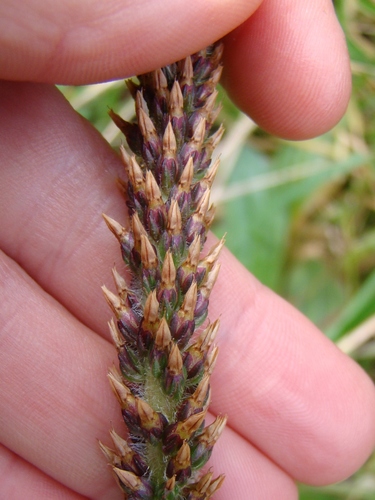 Plantago australis