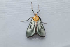 Tyspanodes hypsalis