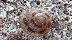 Clanculus maxillatus