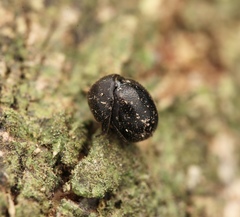 Madrasostes