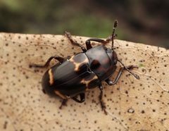 Micrencaustes lunulata