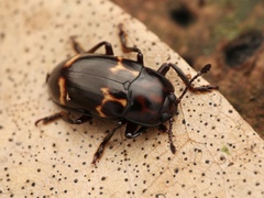 Micrencaustes lunulata