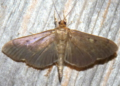 Herpetogramma sphingealis