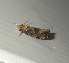 Morophaga choragella