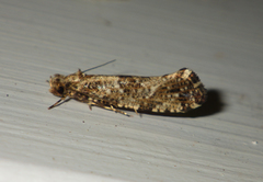 Morophaga choragella