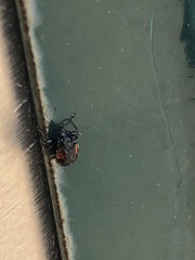 Synolabus