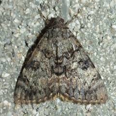 Catocala desdemona