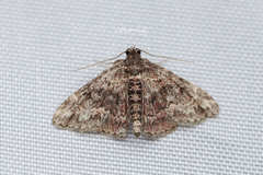 Paragona multisignata
