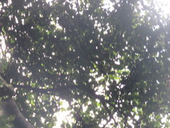 Batocarpus amazonicus