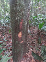 Batocarpus amazonicus