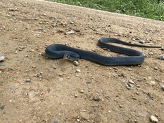 Coluber constrictor foxii