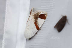 Sphragifera biplagiata