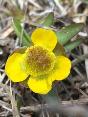 Ranunculus glaberrimus