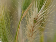 Hordeum murinum