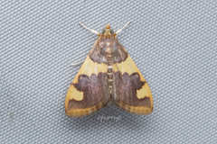 Rehimena phrynealis