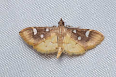 Cotachena