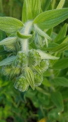 Pycnanthemum verticillatum