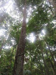 Iryanthera paraensis