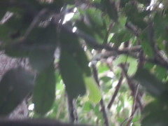 Iryanthera paraensis