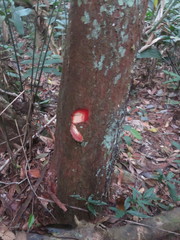 Iryanthera paraensis